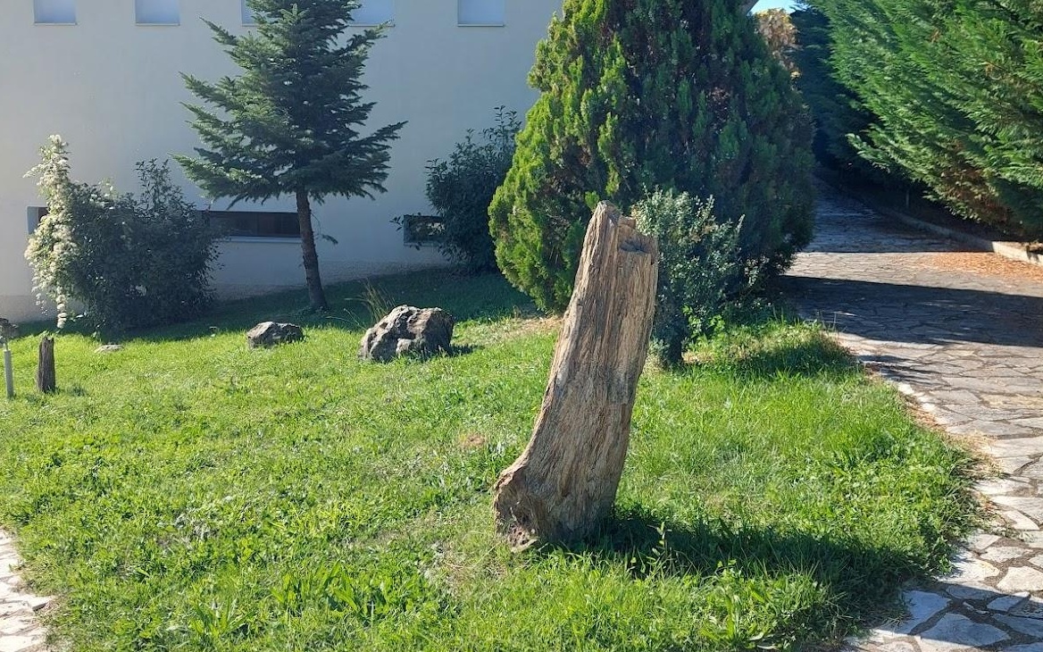 Απολιθωμένος κορμός στην αυλή του Παλαιοντολογικού μουσείου Νοστιμο Καστοριάς 