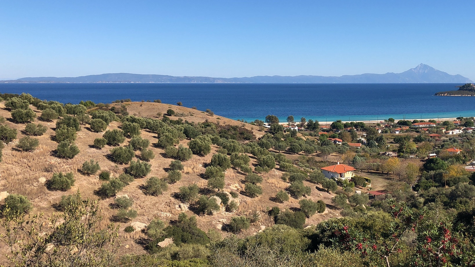 Ελαιοκαλλιέργιες στην ανατολική ακτή της Σιθωνίας Χαλκιδική 