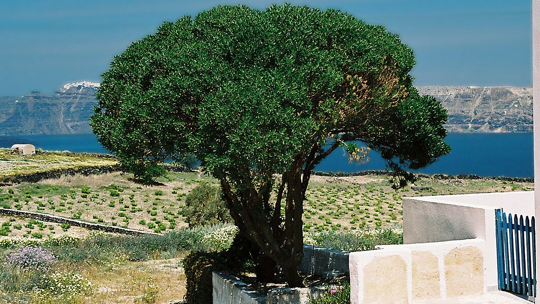 Ένα αμπέλι στη Σαντορίνη διπλα σε μια αγροικία