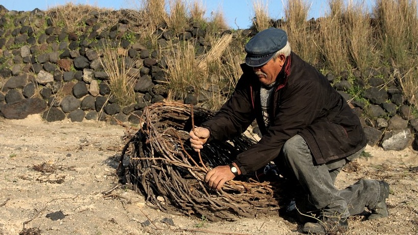  cropped 2 Αμπελουργός στη Σαντορίνη πλέκει το κλήμα σαν κουλούρα