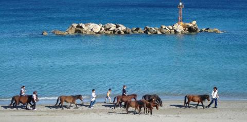 Σκυριανά Αλογάκια στην παραλία Μαγαζιά σκυροσ παραλιεσ