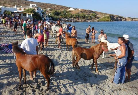 Σκυριανά Αλογάκια στην παραλία Ασπούς παραλιεσ σκυρου