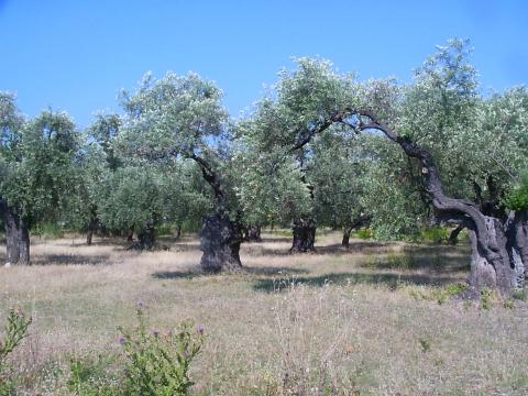 Πολλά ελαιόδεντρα σε έναν ελαιώνα στη θασοσ αξιοθεατα