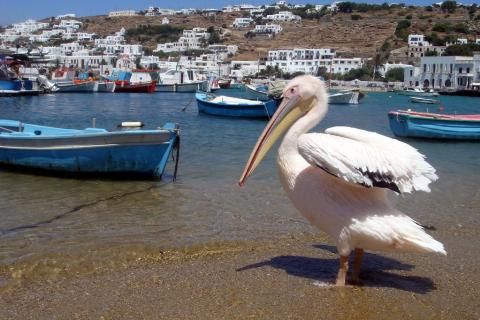 πελεκανοσ μυκονοσ η ζωντανή ατρακτσιον του νησιού