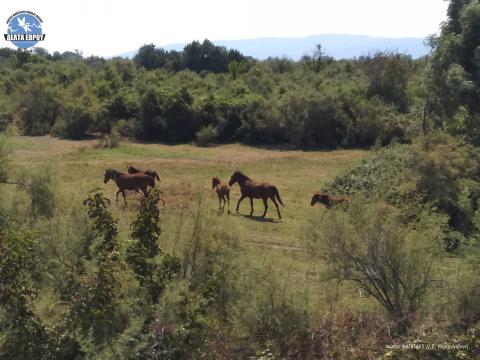 Ελεύθερα άλογα μέσα στη βλάστηση του δελτα εβρου 