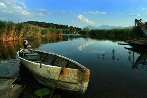 Ψαρόβαρκα ανάμεσα στις καλαμιές στη λίμνη παμβώτιδα 