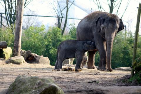 Βασιλικός Ζωολογικός Κήπος του Ρότερνταμ ελέφαντας και ελεφαντάκι