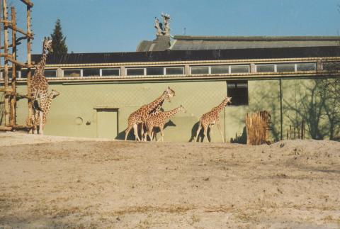 Καμηλοπαρδάλεις στον Βασιλικό Ζωολογικό Κήπο του Ρότερνταμ