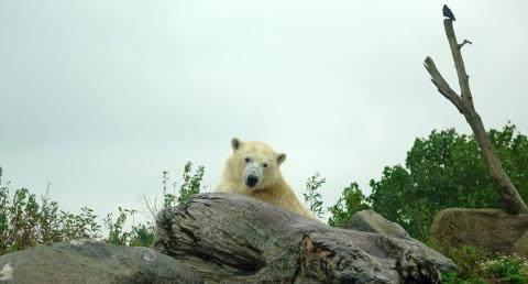 Μια πολική αρκούδα που φιλοξενείται στον Ζωολογικό Κήπο του Ρότερνταμ