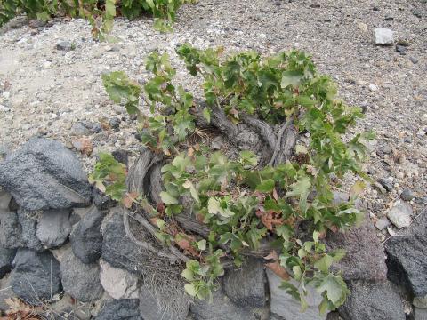 Ένα κλίμα στη Σαντορίνη πλεγμένο σε κουλούρα
