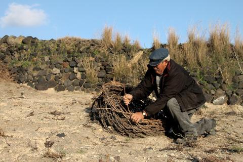 Αμπελουργός στη Σαντορίνη πλέκει το κλήμα σαν κουλούρα