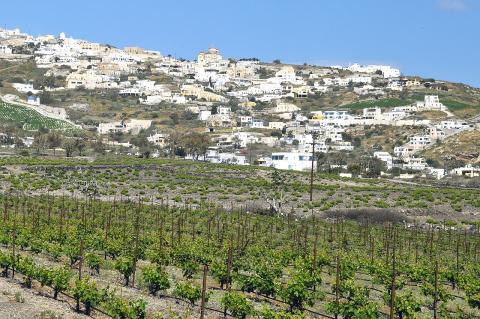 Αμπελώνας στη Σαντορίνη και στο βάθος το χωριό Έξω Γωνιά