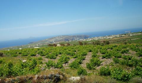 Αμπελώνας στη Σαντορίνη κατά τη διάρκεια της Άνοιξης