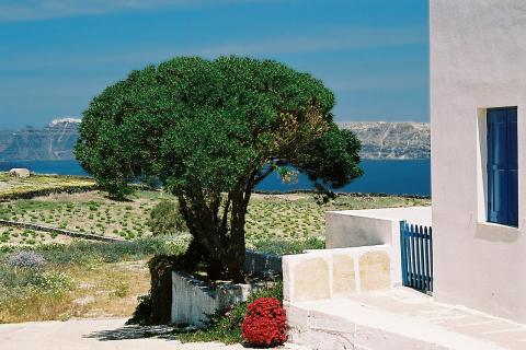 Μια αγροικία και ένα αμπέλι στη Σαντορίνη