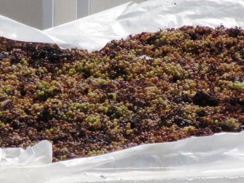 Σταφύλια που λιάζονται για να γίνει το διάσημο Σαντορινιό κρασί βινσάντο